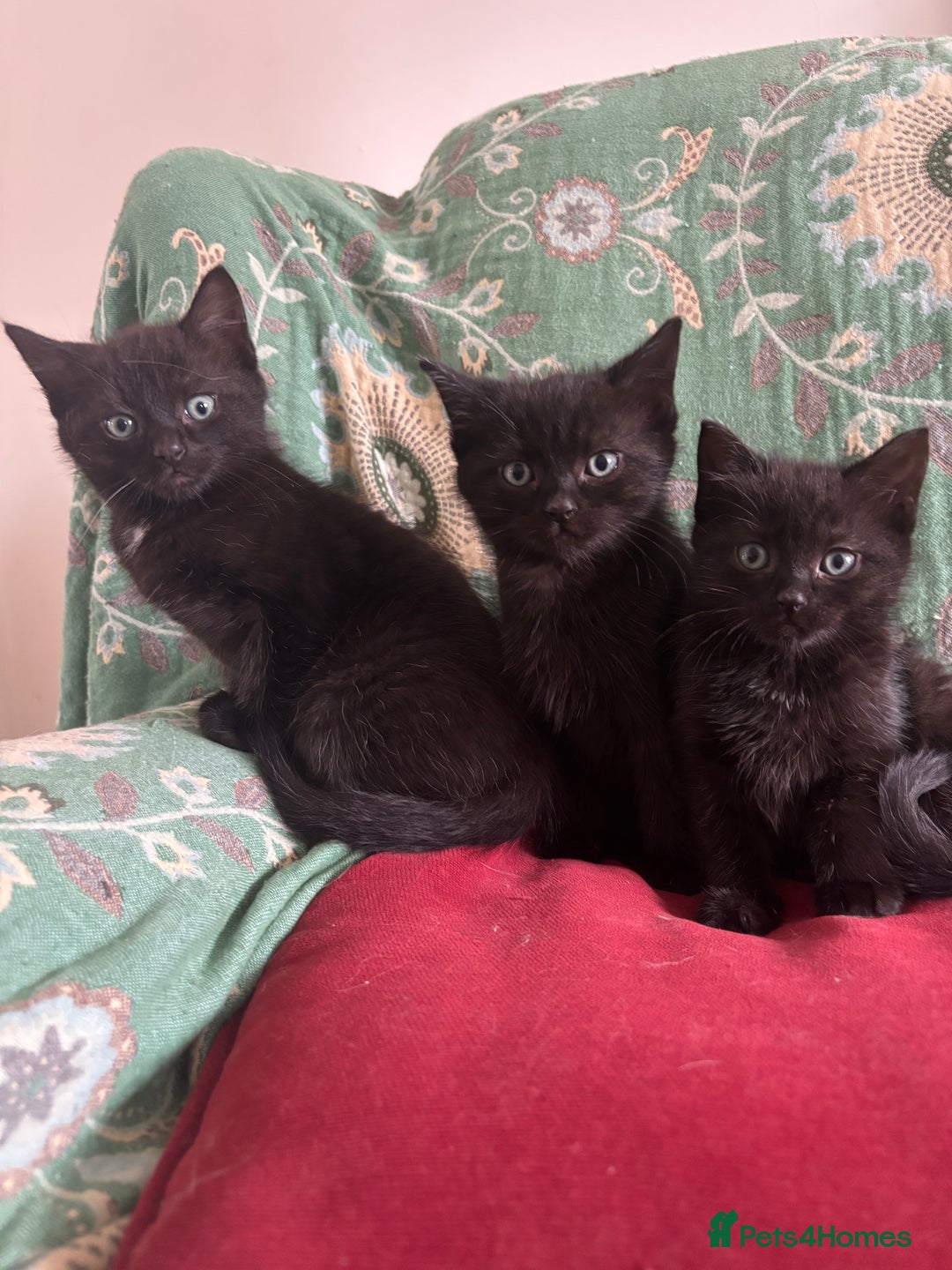 Mixed Breed cats for sale: 3 Ragdoll X kittens  - Advert 1