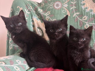 Mixed Breed cats 3 Ragdoll X kittens - Advert 3