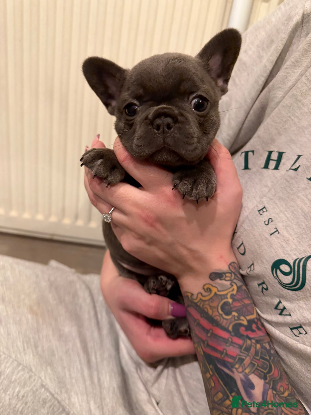 French Bulldog dogs for sale: Beautiful French bulldog puppies 🐶  - Advert 18