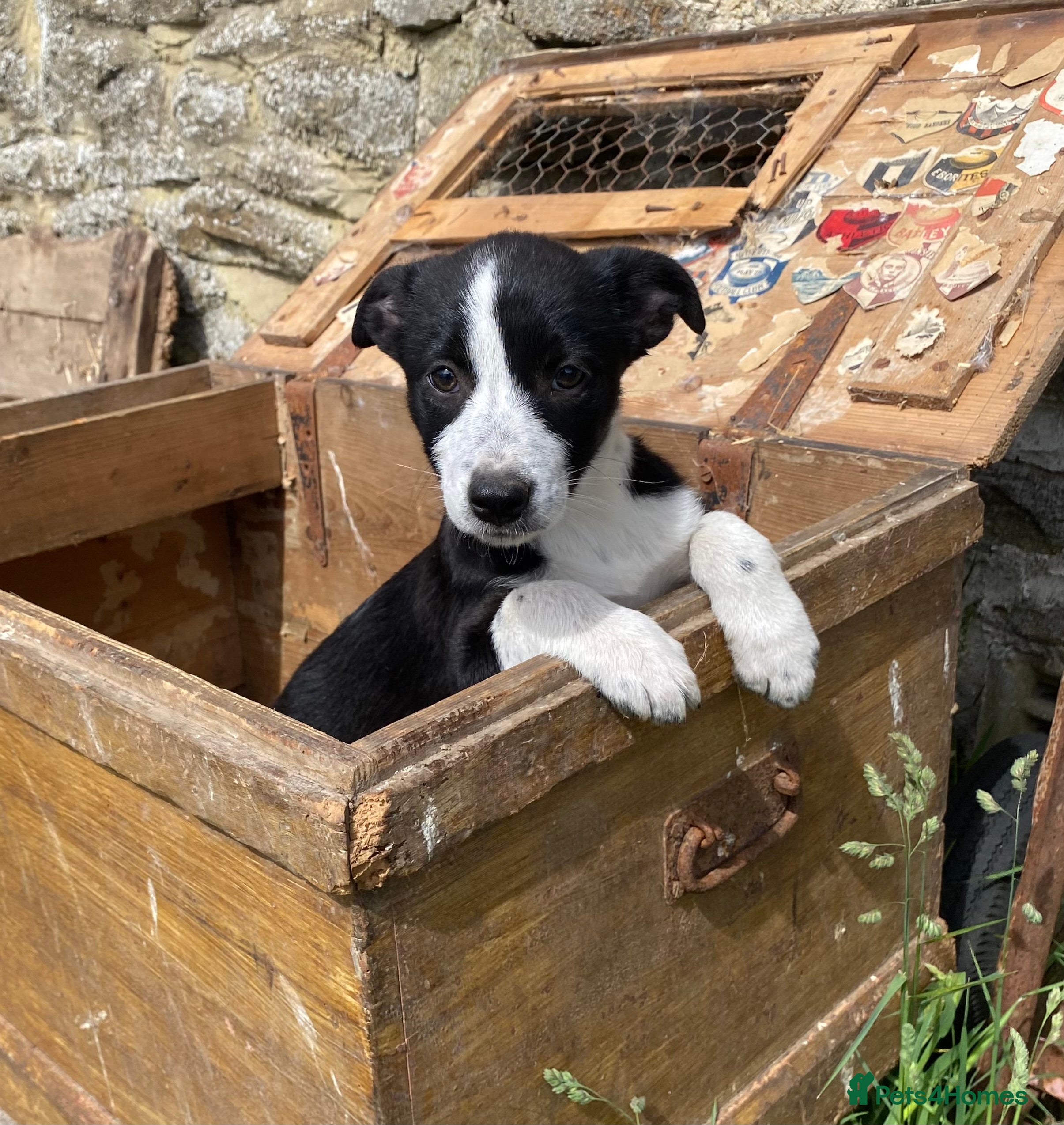Border Collie dogs Tricoloured Border Collie Puppies - Advert 2