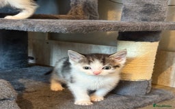 Domestic Shorthair cats for sale: Kittens For Sale - Image 5