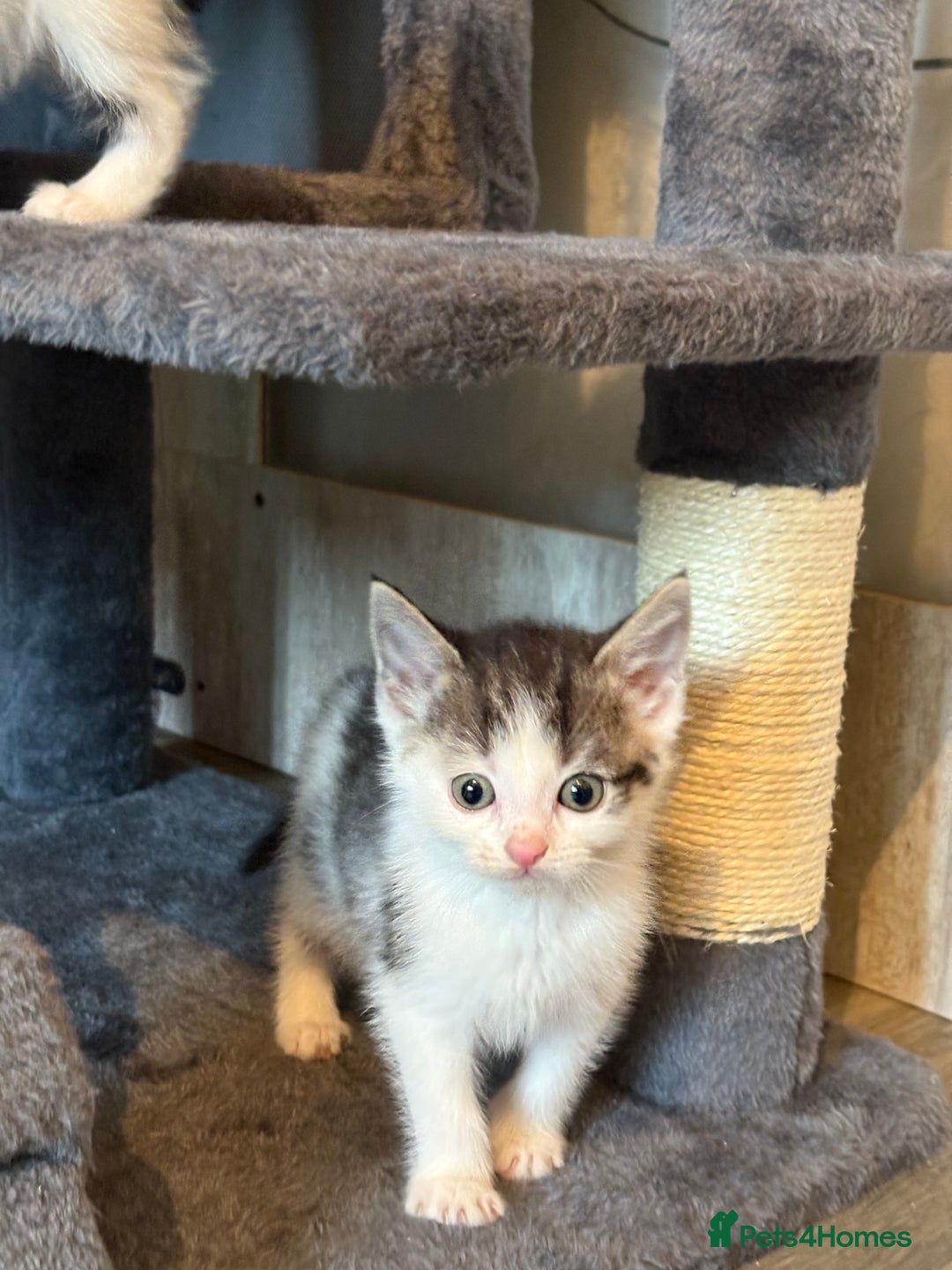 Domestic Shorthair cats for sale: Kittens For Sale - Image 5