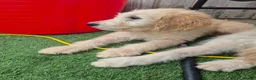 Goldendoodle dogs for sale: F1 standard goldendoodle  - Advert 6