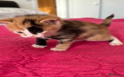 Domestic Shorthair cats for sale: 🐾Sorry….All REHOMED now 🥰 🐾 - Advert 9