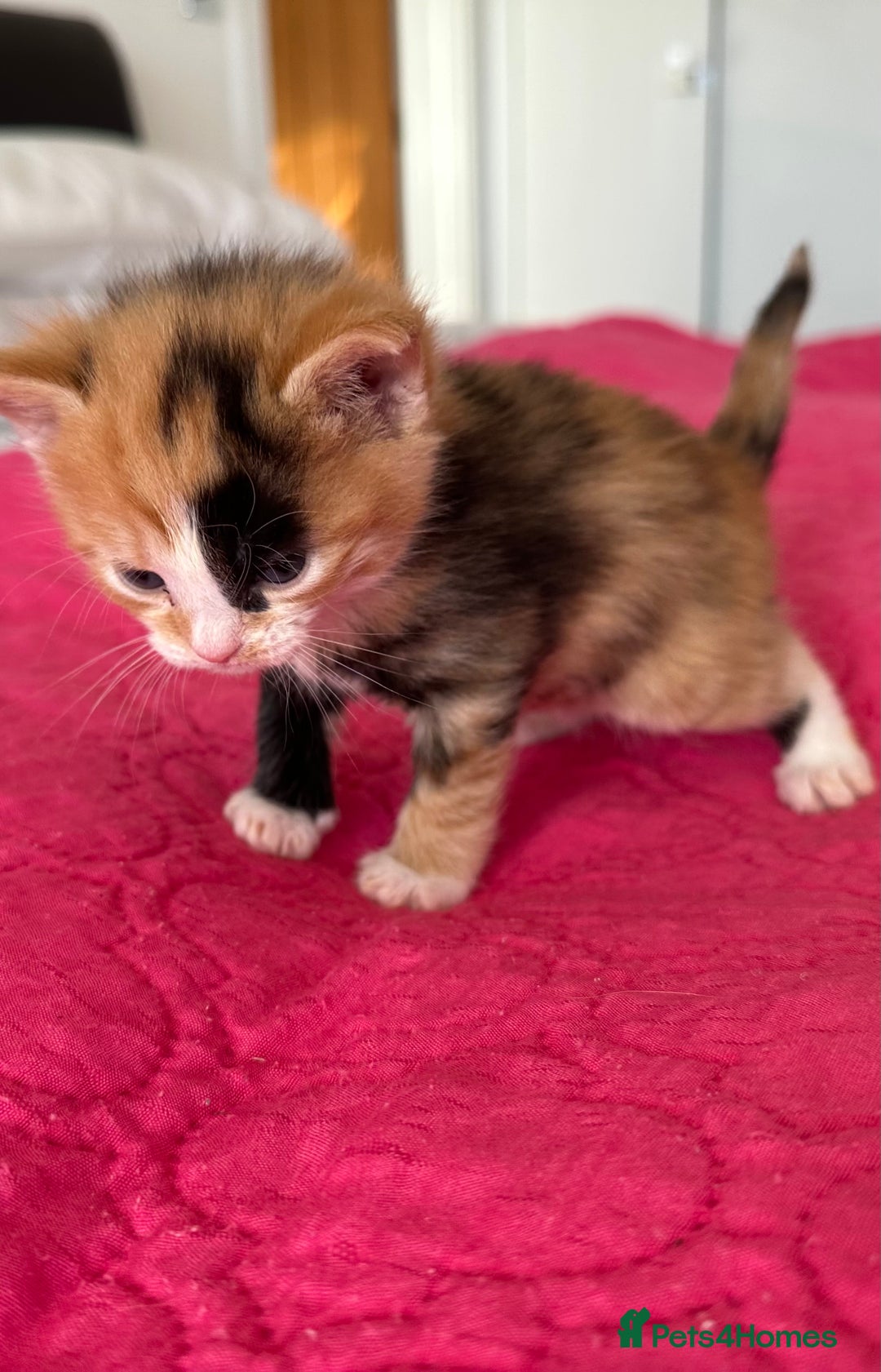 Domestic Shorthair cats for sale: 🐾Sorry….All REHOMED now 🥰 🐾 - Advert 9