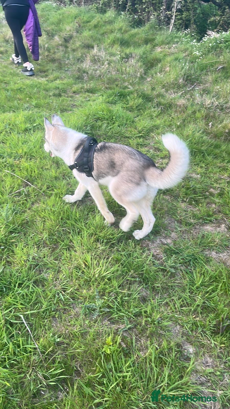 Siberian Husky dogs Siberian Husky Puppy Boy - Advert 8