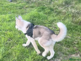 Siberian Husky dogs Siberian Husky Puppy Boy - Advert 1