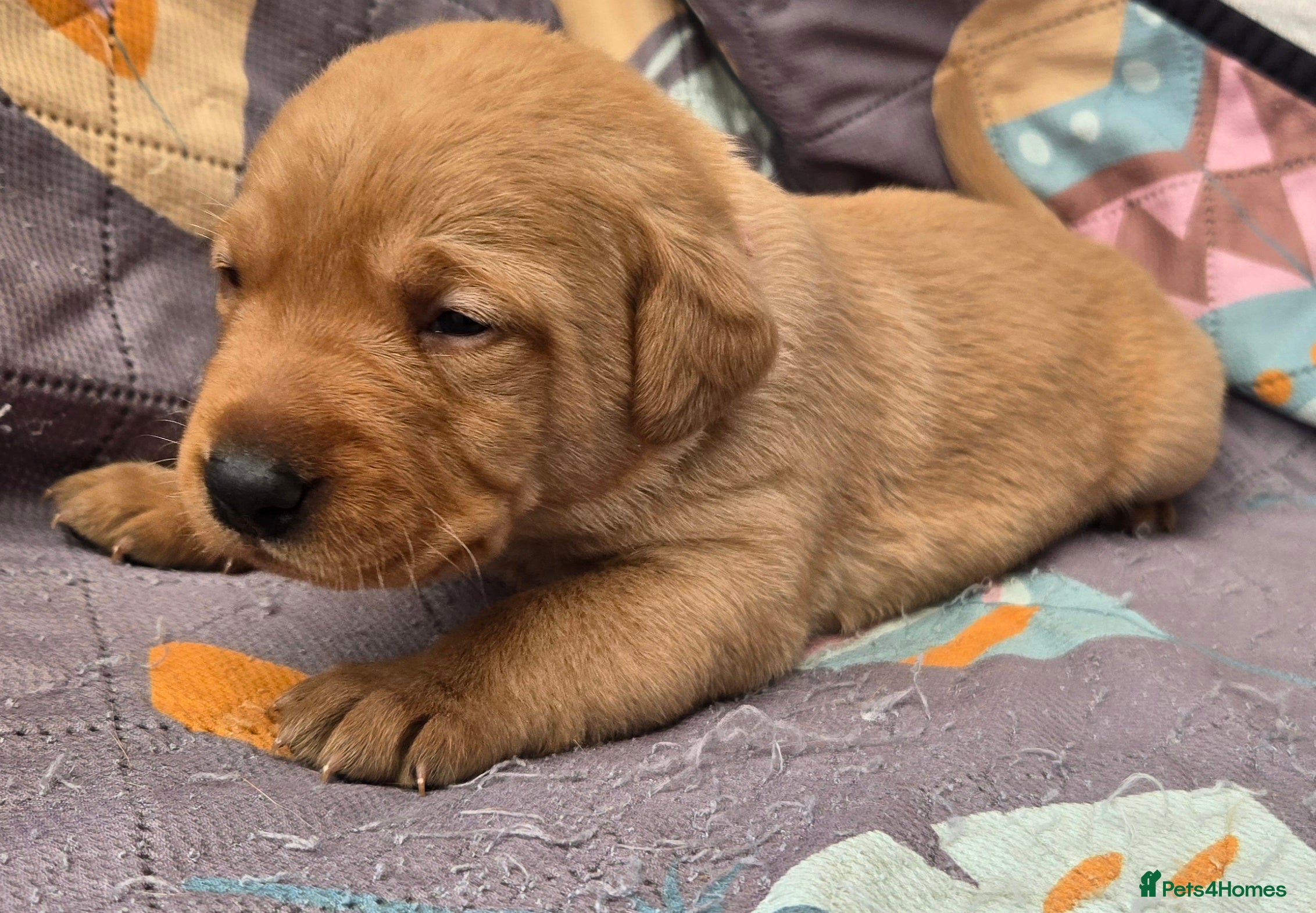 Labrador Retriever dogs Fox red labrador puppies KC Registered - Advert 2