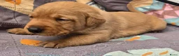 Labrador Retriever dogs for sale: Fox red labrador puppies KC Registered - Advert 18