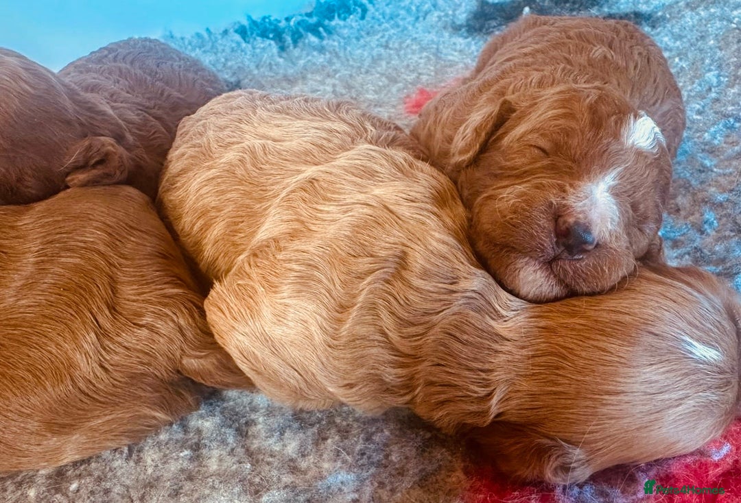 Cavapoo dogs for sale: Fabulous F1b Cavapoo litter - DNA clear - Image 5