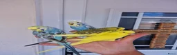 Budgerigars birds for sale: Super silly hand tamed baby budgies  - Advert 17