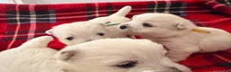 West Highland Terrier dogs for sale: West Highland White Terrier Pups - Advert 5
