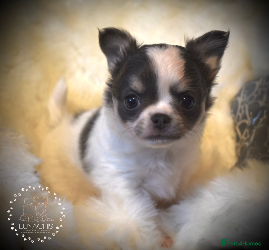 Chihuahua dogs for sale: Stunning chihuahua puppies  - Advert 8