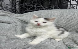 British Longhair cats for sale: Gorgeous fluffy kittens looking for forever home - Image 27