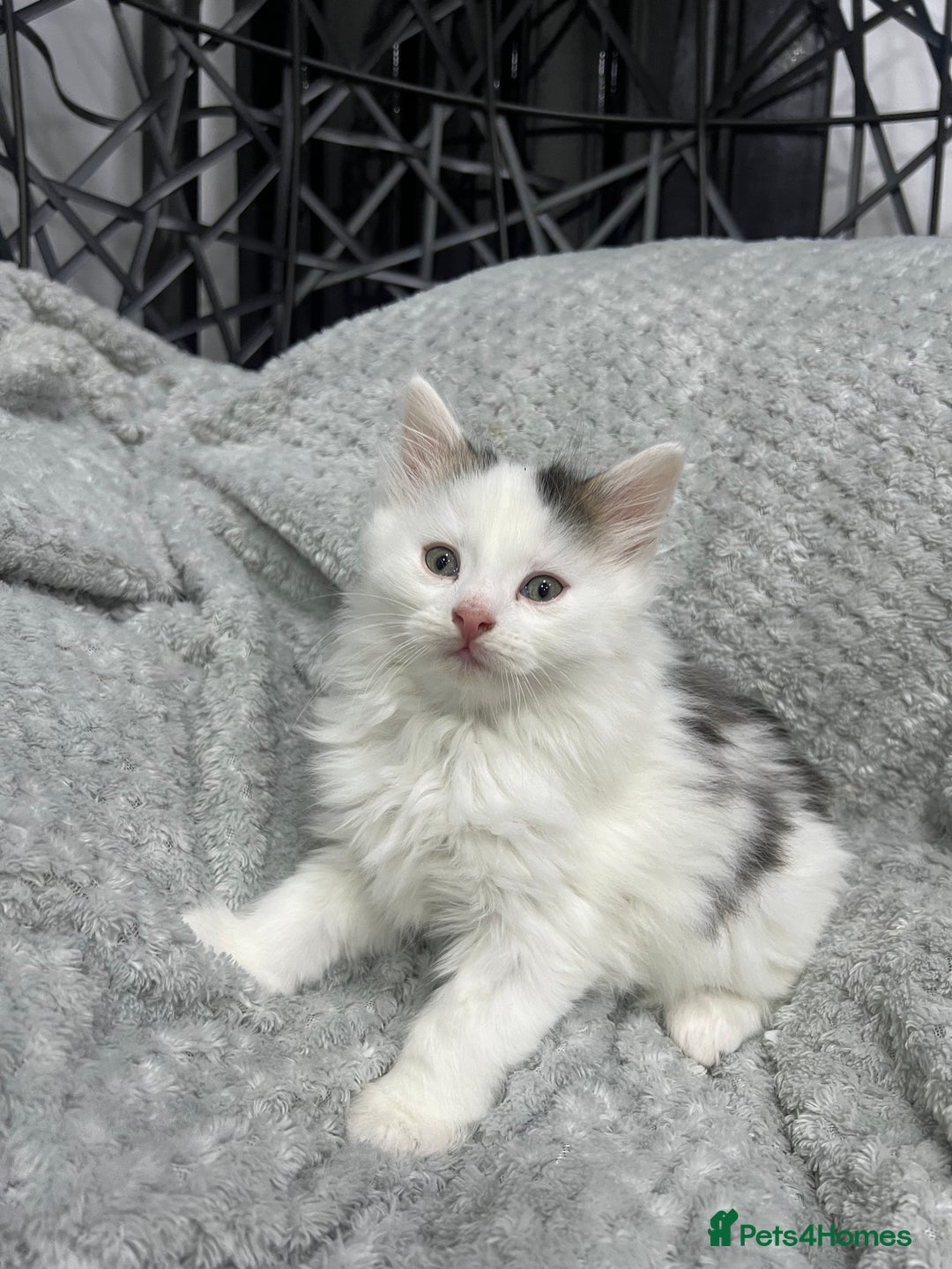 British Longhair cats for sale: Gorgeous fluffy kittens looking for forever home - Image 27