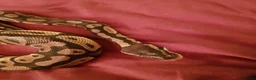 Python Snake reptiles for sale: 7 year old python + enclosure  - Advert 3