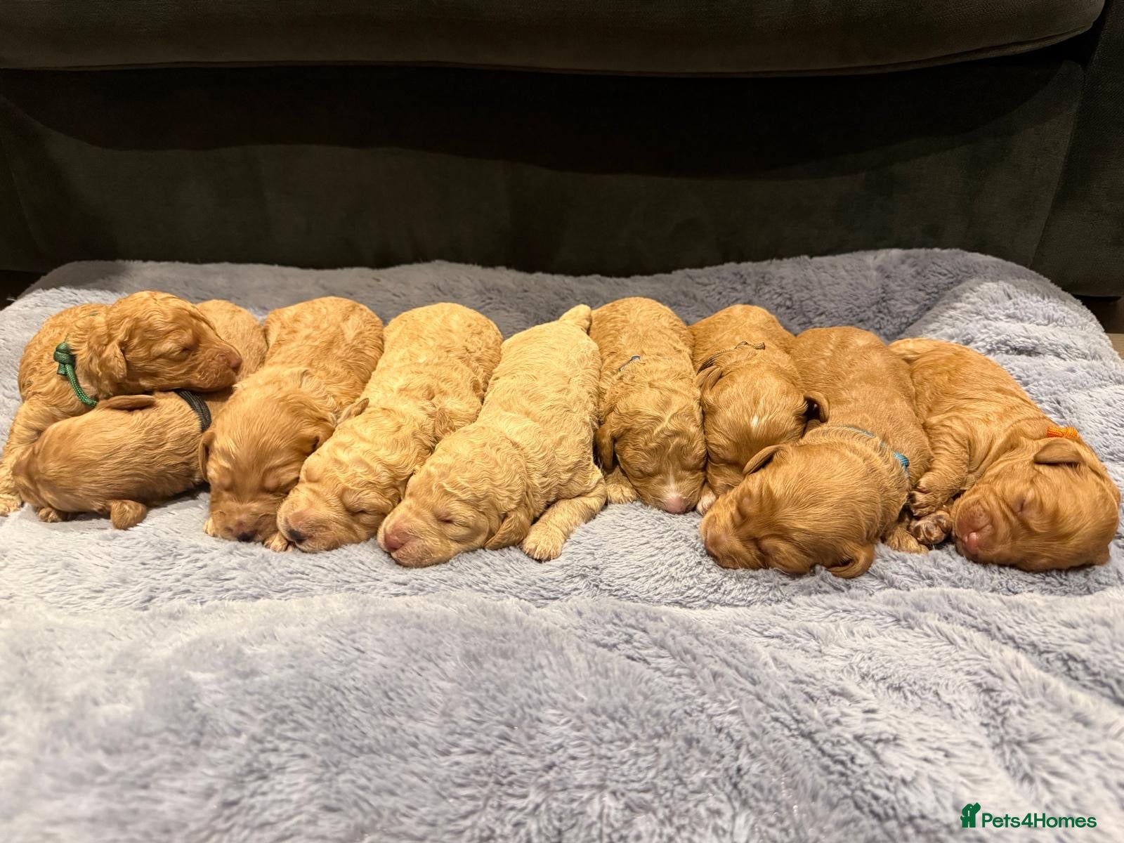 Labradoodle dogs 🐾 F1B Labradooles 🐾 2 sold already  - Advert 1