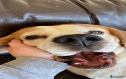 Beagle dogs for sale: 10 year old beagle up for adoption.  - Image 11