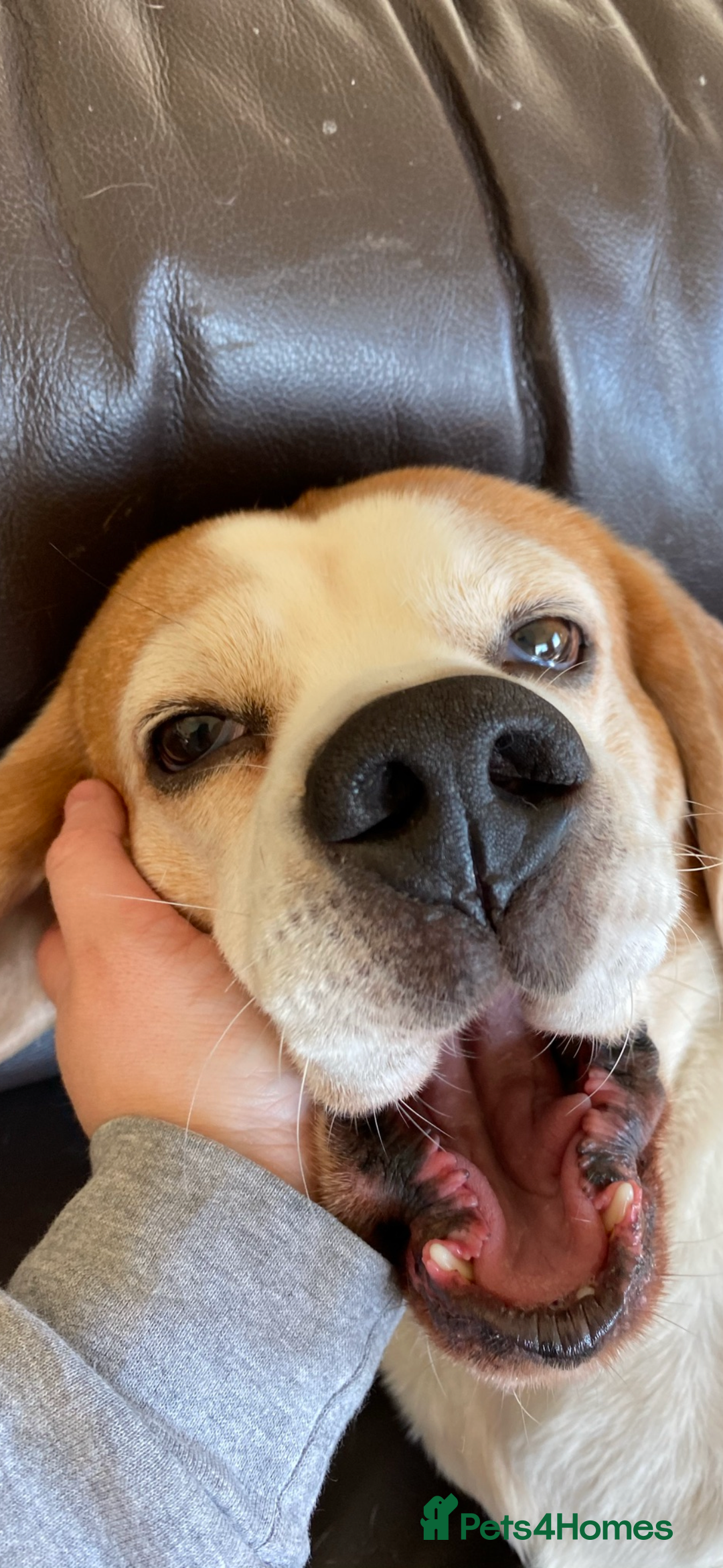 Beagle dogs for sale: 10 year old beagle up for adoption.  - Image 11