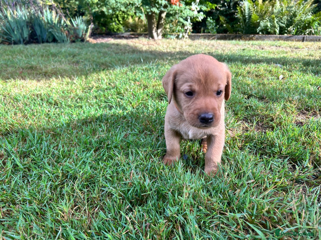 Labrador Retriever dogs for sale: KC Registered Fox Red Labrador Puppies  - Image 11