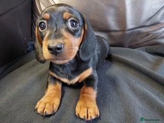 Miniature Dachshund dogs - Advert 18