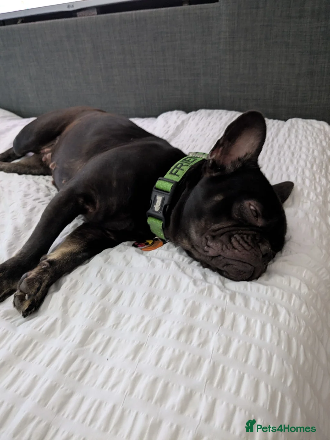French Bulldog dogs for sale: Female French bulldog kc registered fluffy carrier - Advert 2