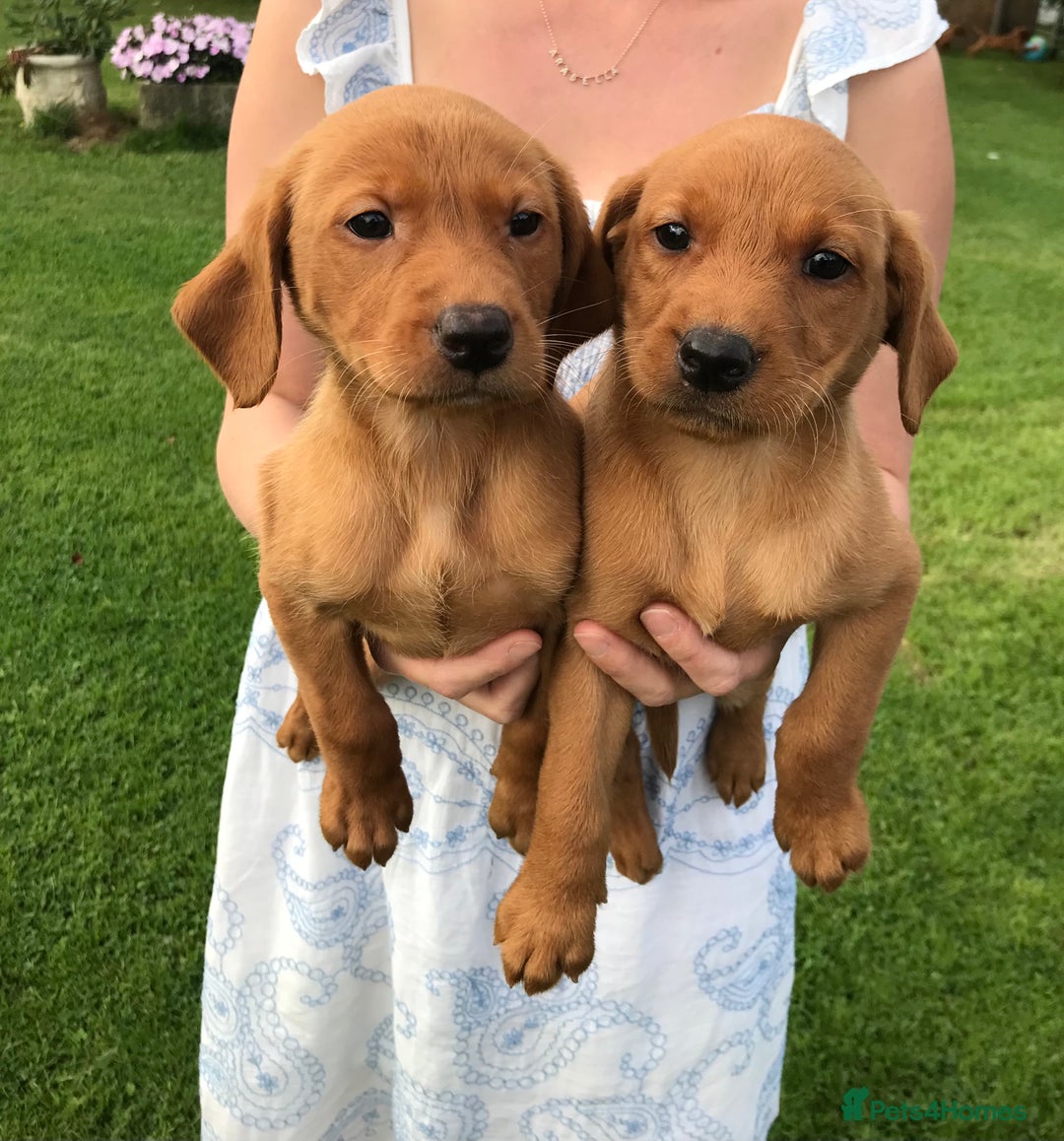 Labrador Retriever dogs for sale: Fox Red Labrador Puppies for sale - Image 1