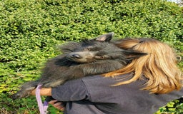 German Spitz dogs for sale: Friendly Freddie Looking For Loving Home - Image 5