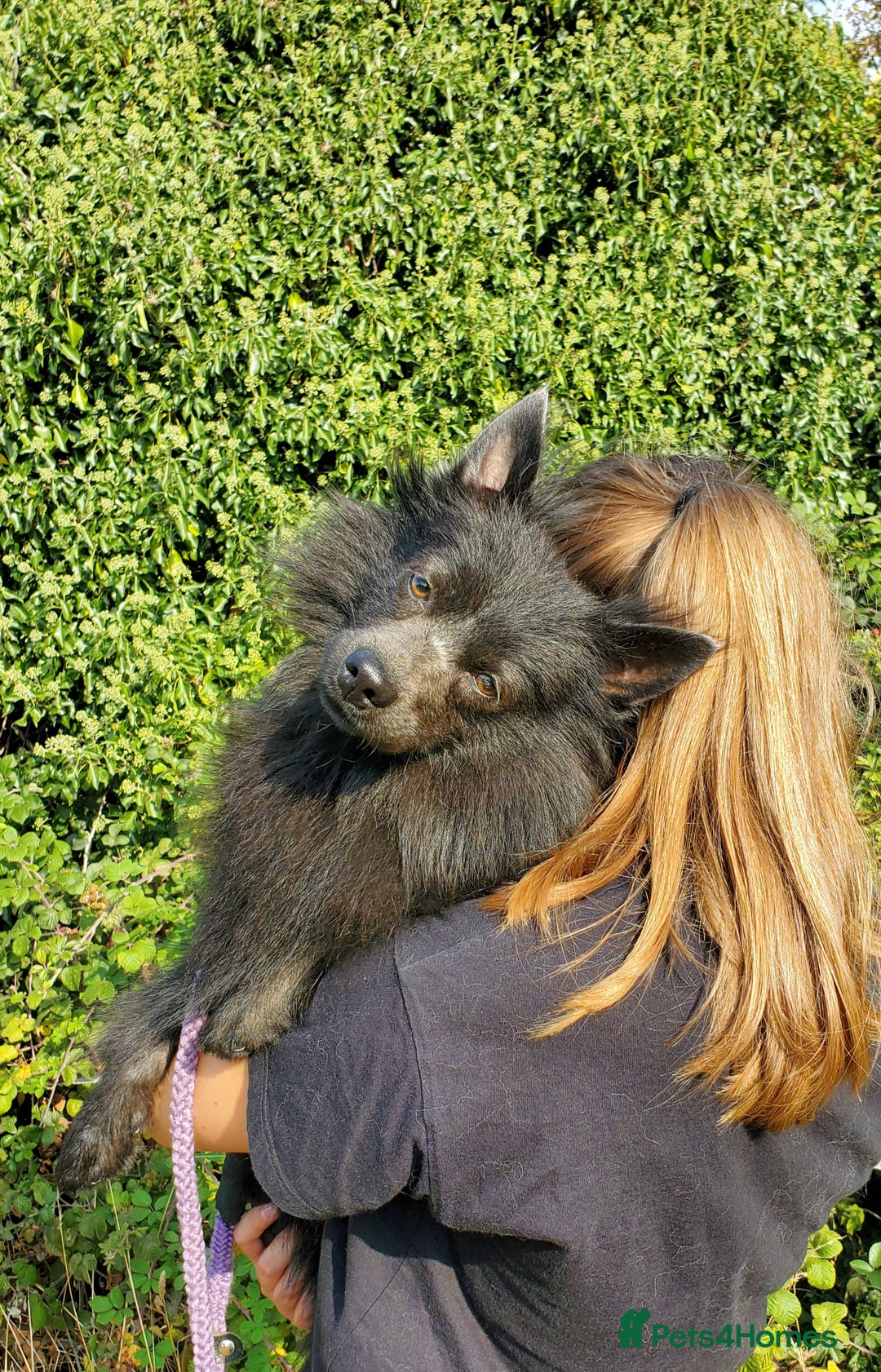 German Spitz dogs for sale: Friendly Freddie Looking For Loving Home - Image 5