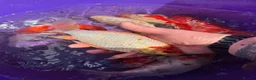 Goldfish fish for sale: Goldfish in Lancing - Advert 8