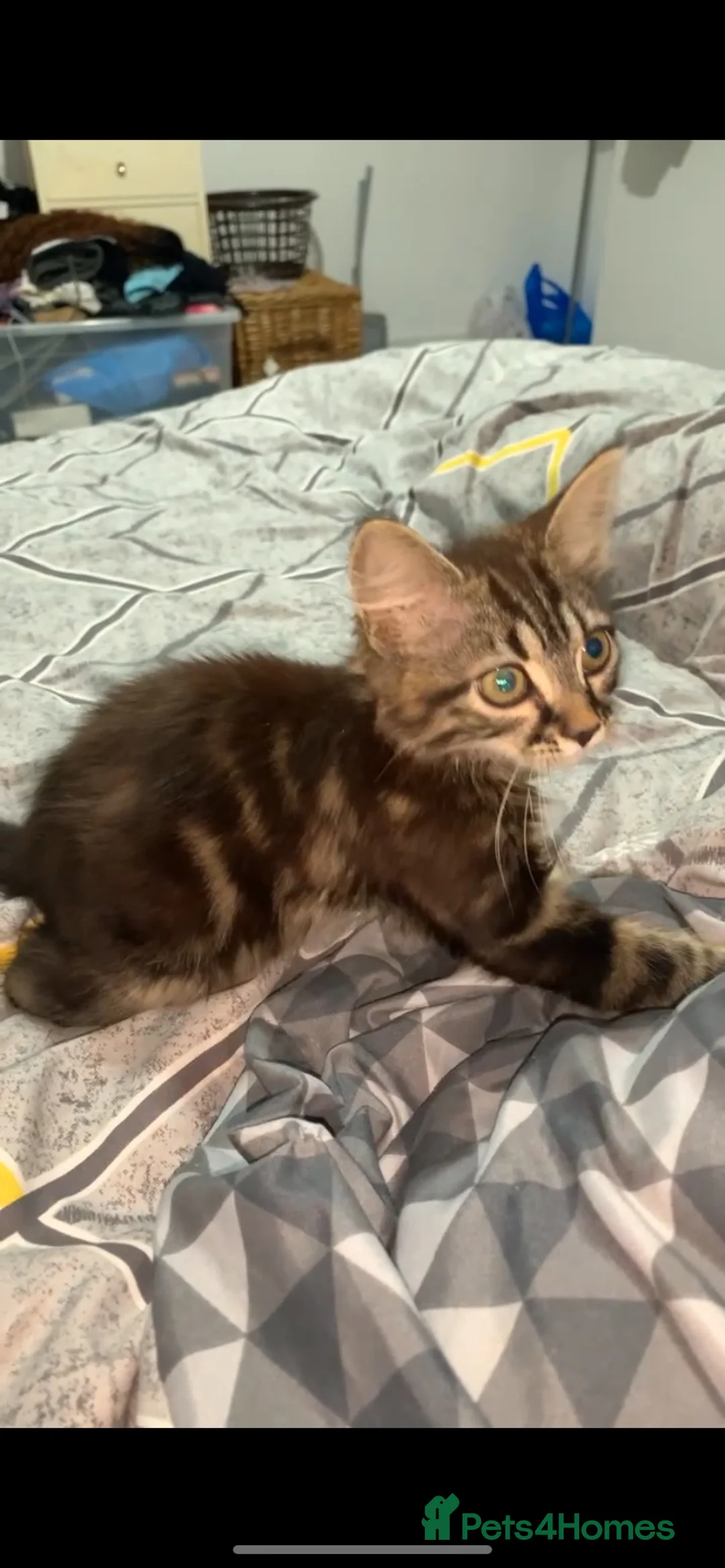 Maine Coon cats for sale: Gorgeous Maine Coon Mix Kitten  - Advert 2