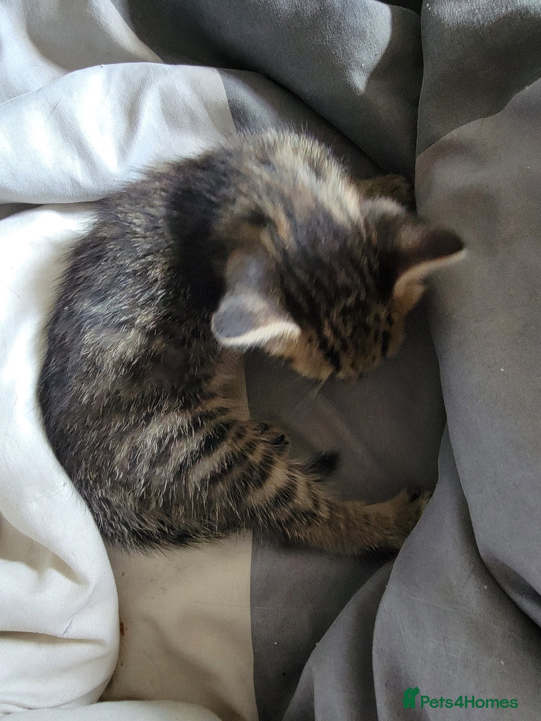 Mixed Breed cats for sale: Kittens ready now - Image 3