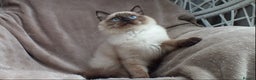Ragdoll cats for sale: 2 RAGDOLL KITTENS TO GO TOGETHER CHAMPION IMP BL - Advert 28