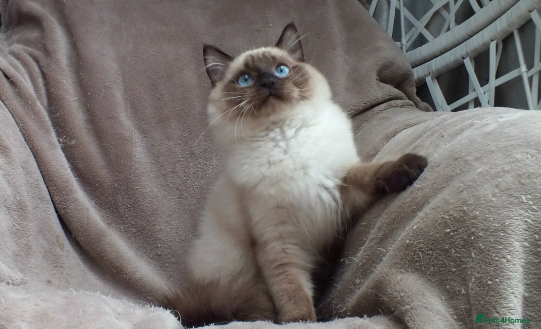 Ragdoll cats for sale: 2 RAGDOLL KITTENS TO GO TOGETHER CHAMPION IMP BL - Advert 28