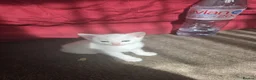 Turkish Angora cats for sale: Whithe Turkish Angora - Advert 18