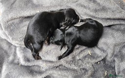 Labrador Retriever dogs for sale: 6 BEAUTIFUL BLACK PUPPIES. LAB CROSS COCKER - Image 5