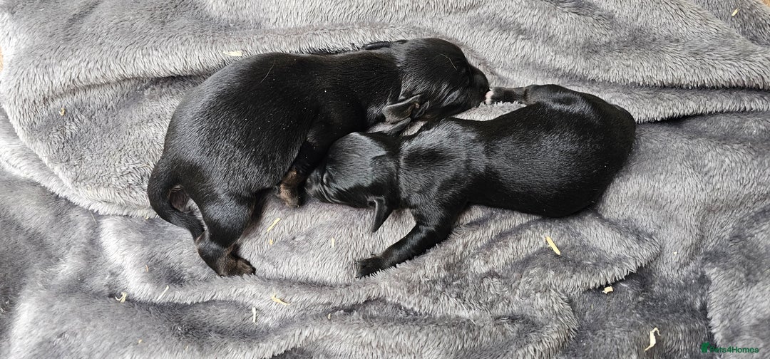Labrador Retriever dogs for sale: 6 BEAUTIFUL BLACK PUPPIES. LAB CROSS COCKER - Image 5