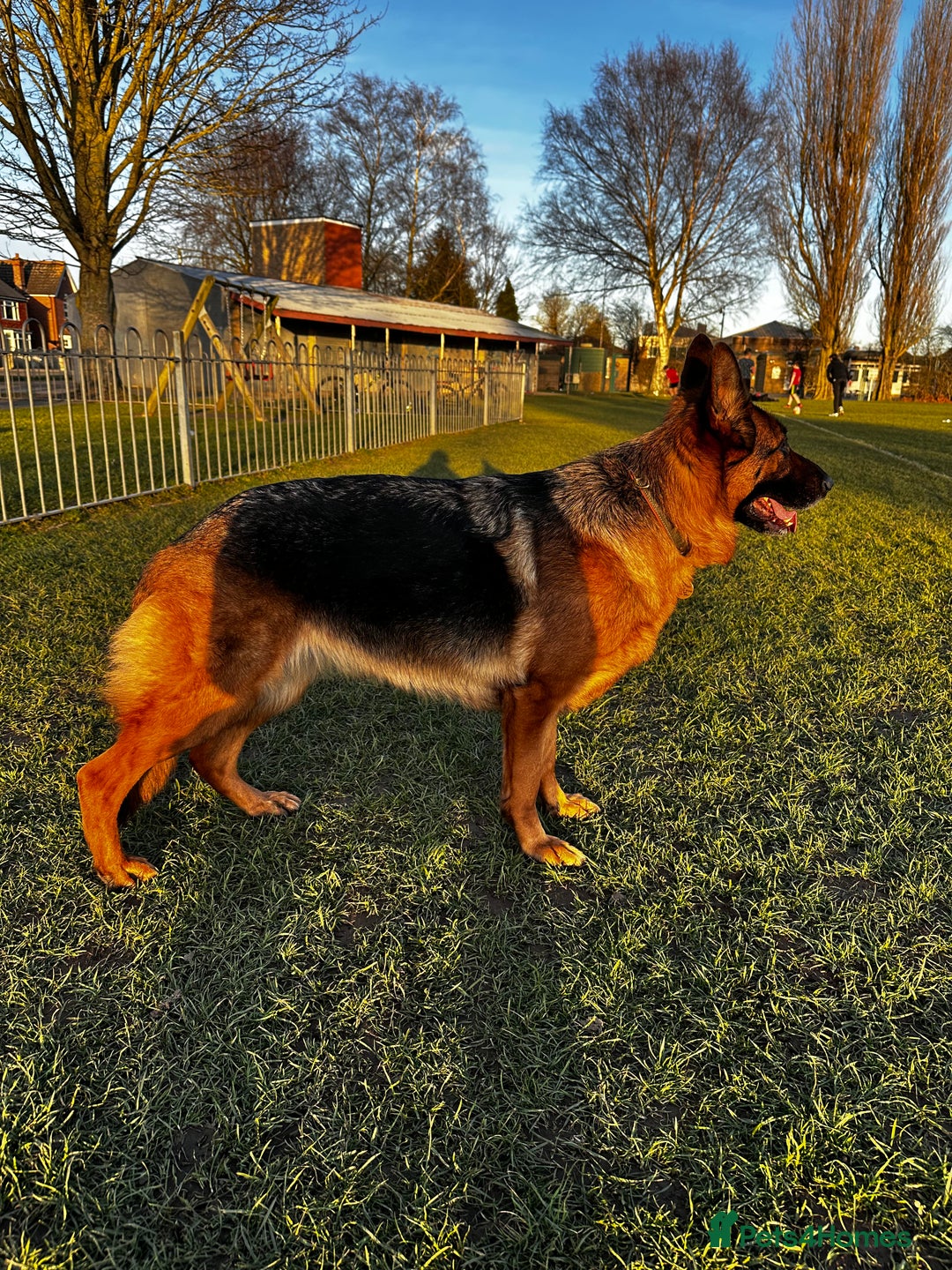 German Shepherd dogs for sale: KC German Shepherd puppies - Image 3