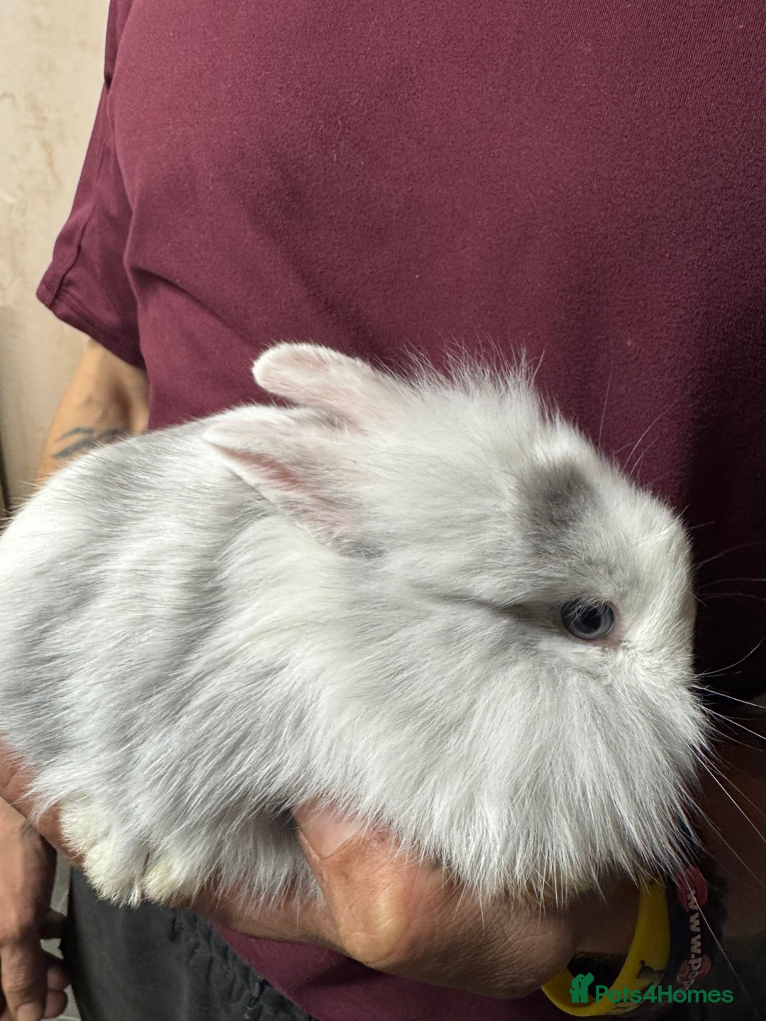 Lionhead rabbits for sale: 2 baby lionhead rabbits looking for a new home  - Image 3