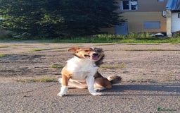 Mixed Breed dogs for adoption: 💖🐶 BRIDGET 🐶💖 - Image 6
