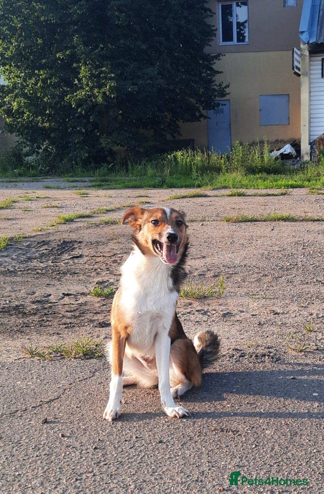 Mixed Breed dogs for adoption: 💖🐶 BRIDGET 🐶💖 - Image 6