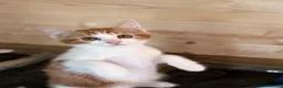 Mixed Breed cats for sale: Cat & Kittens Adoption ☺️ - Advert 7