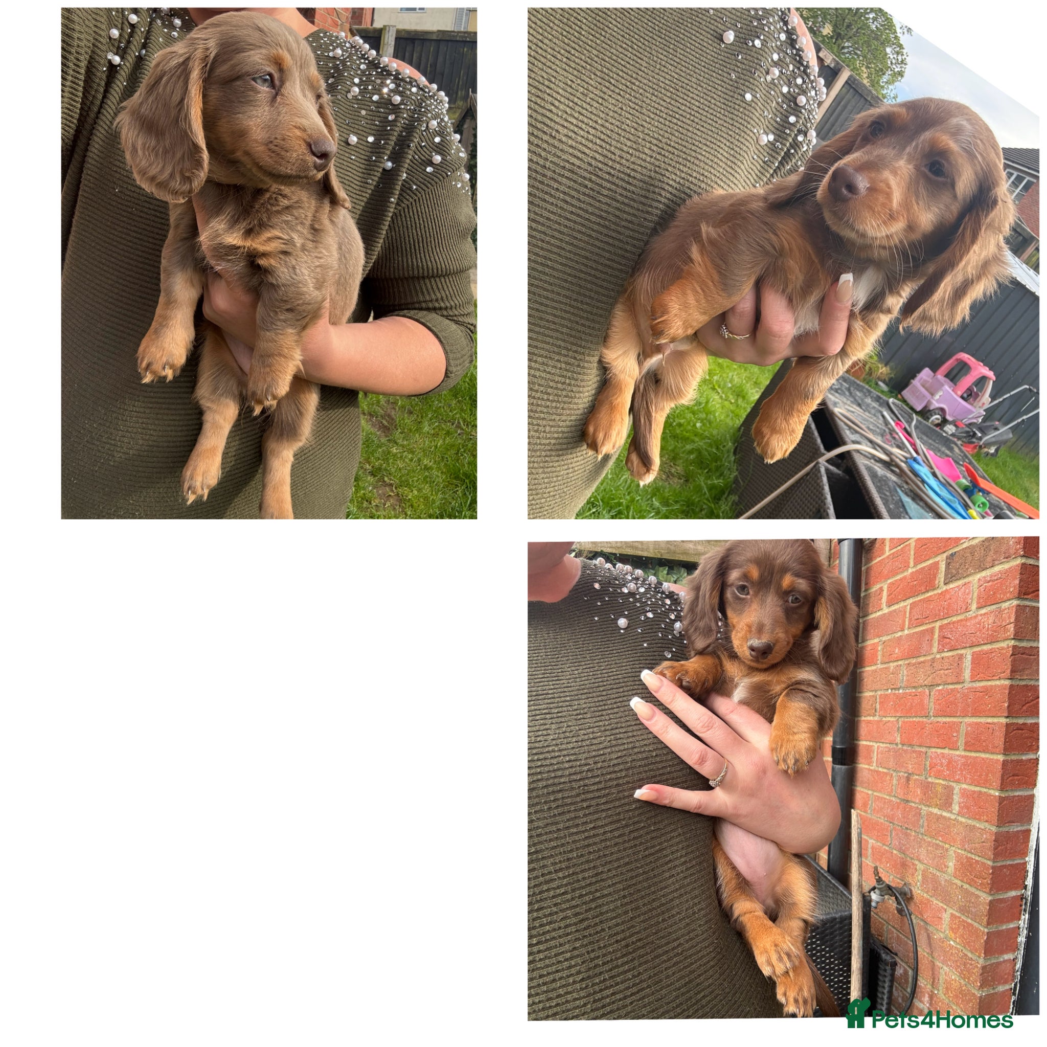 Miniature Dachshund dogs for sale: Miniature Long hair dachshund puppies  - Advert 13