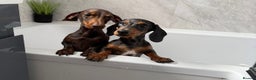 Miniature Dachshund dogs for sale: Dachshund Duo Seeking Loving Home - Advert 2