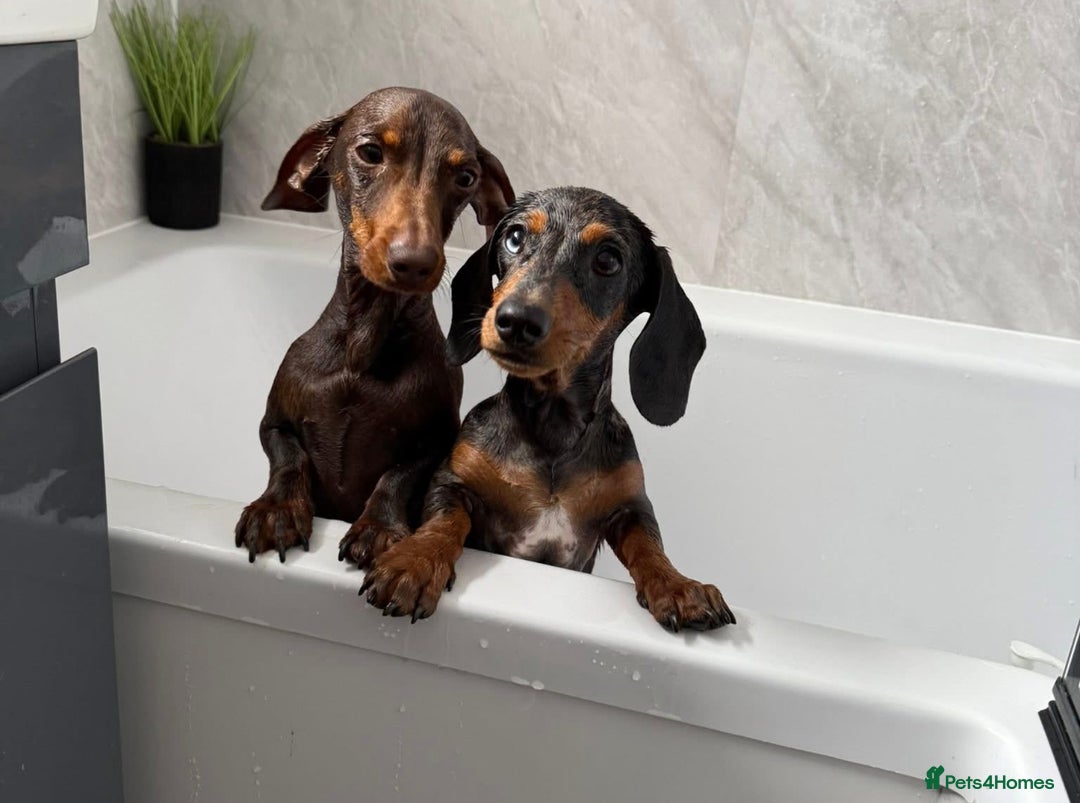 Miniature Dachshund dogs for sale: Dachshund Duo Seeking Loving Home - Advert 2