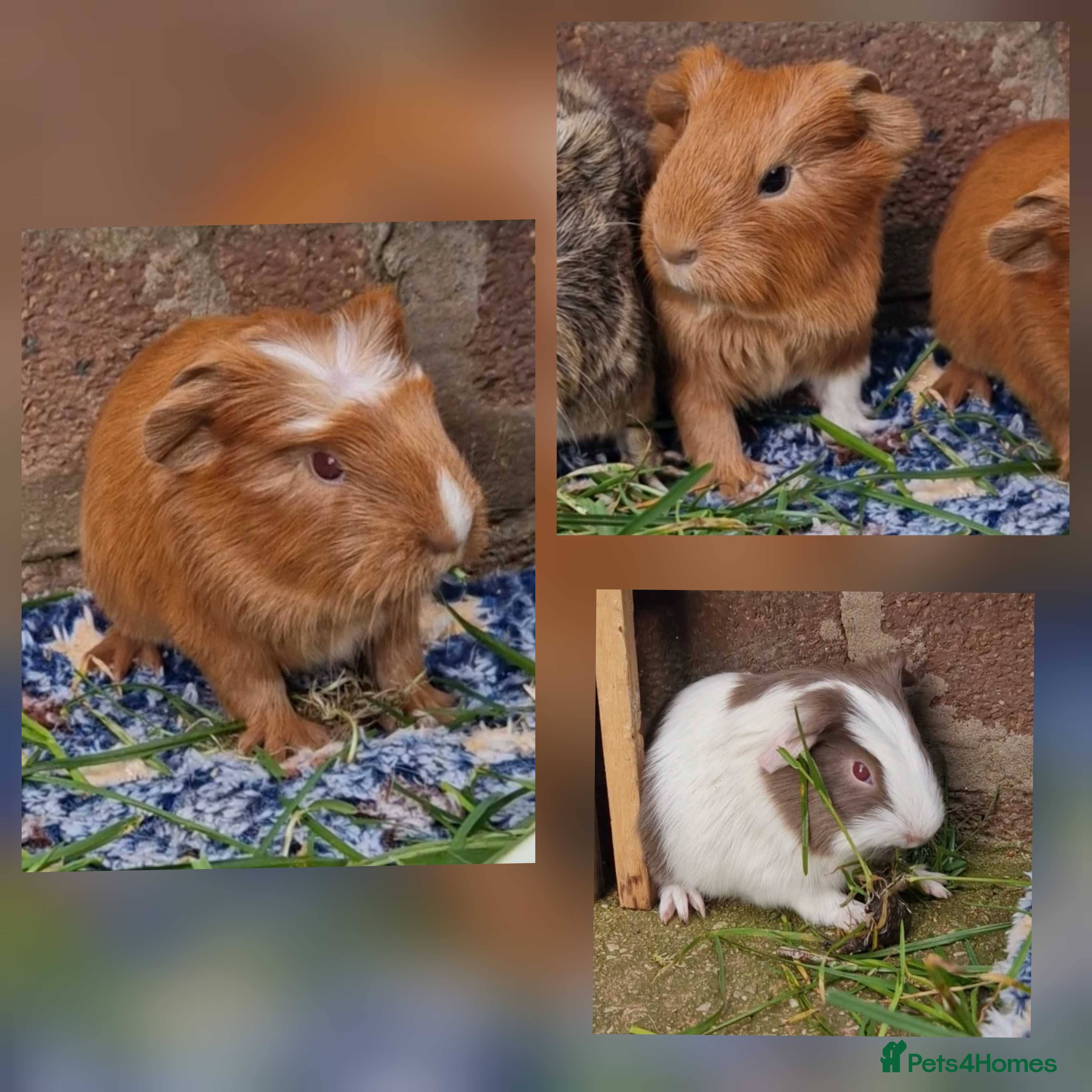 Guinea Pig rodents 3 handsome boys / ready 24th march 26 - Advert 18