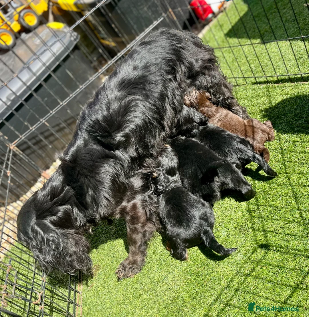 Cocker Spaniel dogs for sale: Beautiful cocker spaniel  - Advert 2