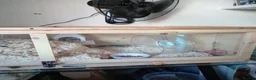 Hamster rodents for sale: Hamster and Cage  in Maidenhead - Advert 2