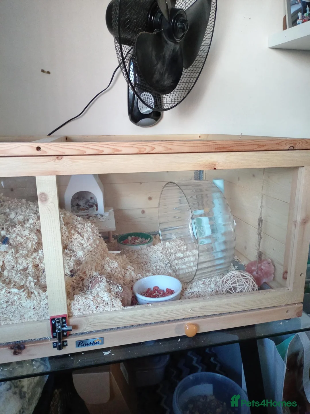 Hamster rodents for sale: Hamster and Cage  in Maidenhead - Advert 2