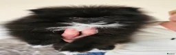 Pomeranian dogs for sale: Pomeranians - Advert 5